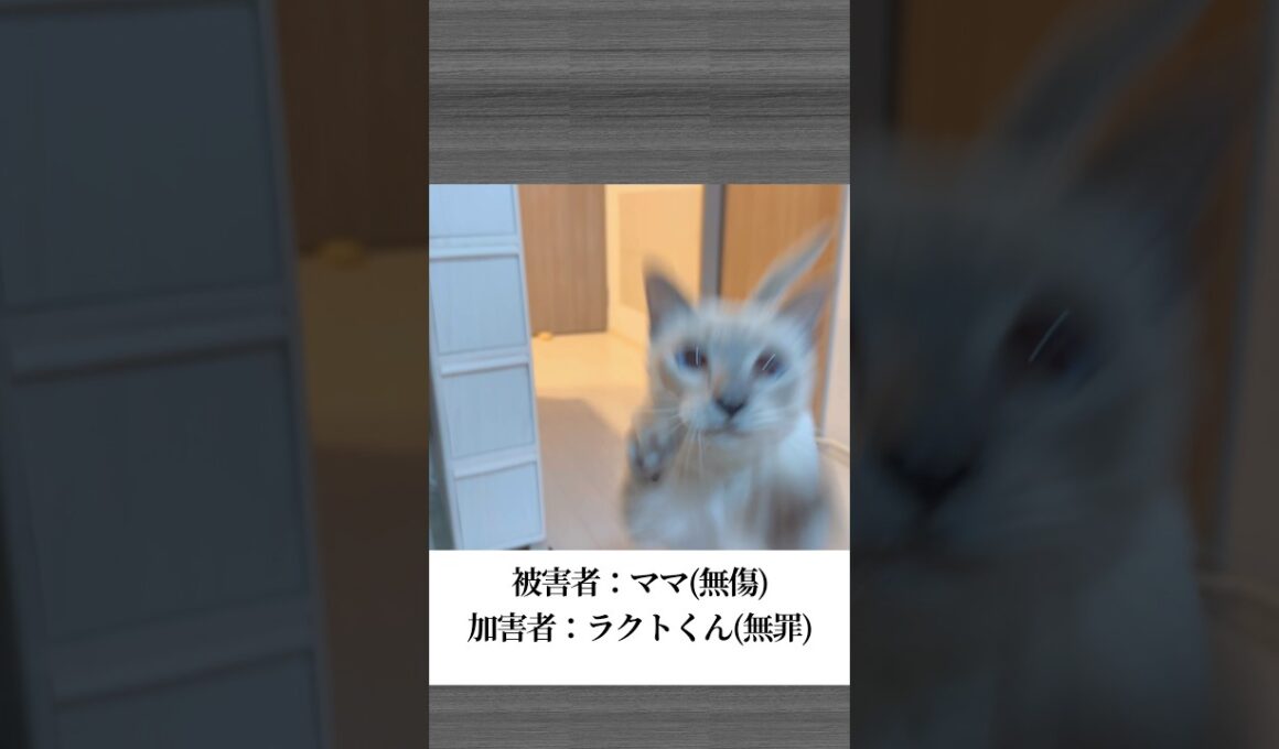 【トンキニーズ】猫のラクトくんが「だるまさんがころんだ」で静かに距離を詰め…最後には私にまさかのじゃれアタック！#猫 #ショート動画 #だるまさんがころんだ #猫動画 #癒し系 #shorts