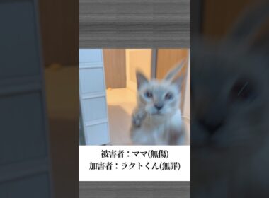 【トンキニーズ】猫のラクトくんが「だるまさんがころんだ」で静かに距離を詰め…最後には私にまさかのじゃれアタック！#猫 #ショート動画 #だるまさんがころんだ #猫動画 #癒し系 #shorts