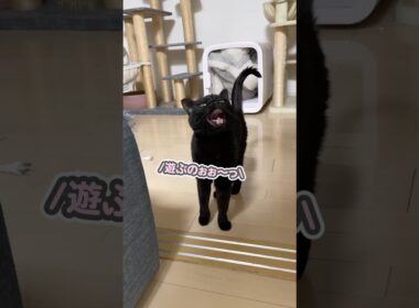 「まだ寝ないわぁっ」と、パパに向かって文句を言う猫