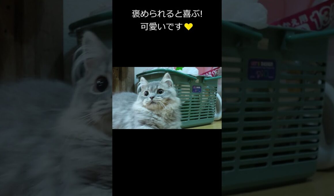 長毛スコティッシュフォールドが可愛く撮れたのでスローにしてみたよ💛#猫動画コナンソロ!#Shorts #スコティッシュフォールド