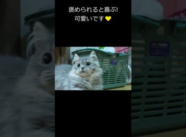長毛スコティッシュフォールドが可愛く撮れたのでスローにしてみたよ💛#猫動画コナンソロ!#Shorts #スコティッシュフォールド
