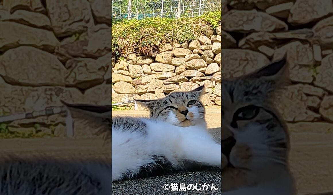 ただ寝ているだけなのに癒される子猫 #shorts #猫 #cat #cats