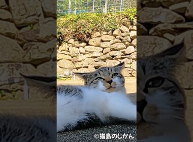 ただ寝ているだけなのに癒される子猫 #shorts #猫 #cat #cats