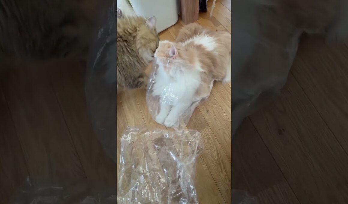 【猫のいる暮らし】#cat #ペルシャ #スコティッシュフォールド #もふもふ