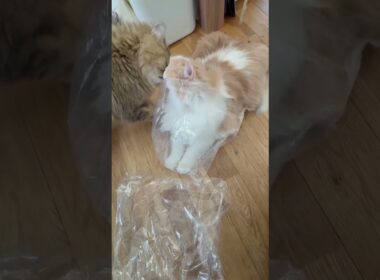 【猫のいる暮らし】#cat #ペルシャ #スコティッシュフォールド #もふもふ