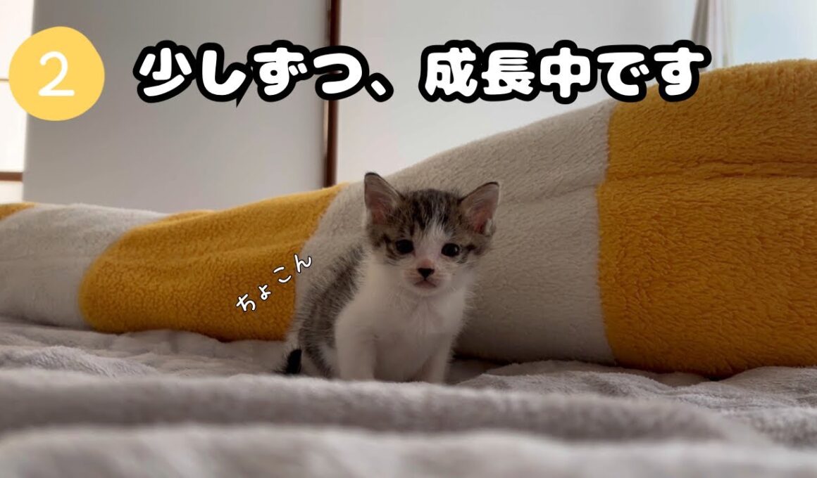 【子猫日記2】保護から1週間。顔つきも体も少しずつ大きくなってきました🐾