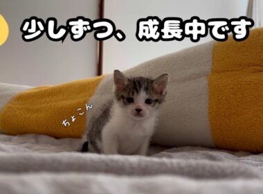 【子猫日記2】保護から1週間。顔つきも体も少しずつ大きくなってきました🐾