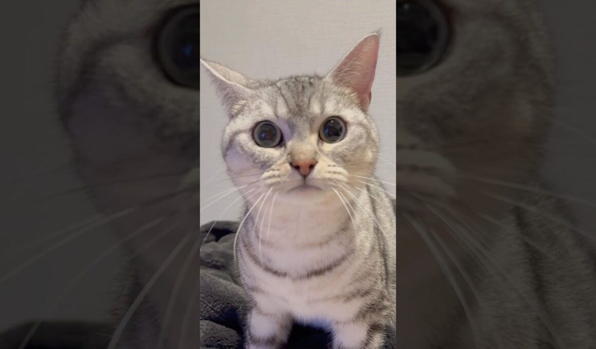 パパが構ってくれず、ひとりでフミフミ...笑 #cat #猫