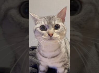 パパが構ってくれず、ひとりでフミフミ...笑 #cat #猫