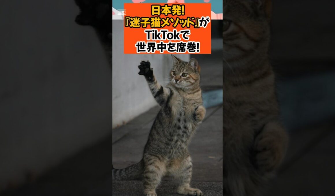 日本発！『迷子猫メソッド』がTikTokで世界中を席巻！ #shorts #雑学 #cat #猫のいる暮らし #ねこ #NNN #青山龍星