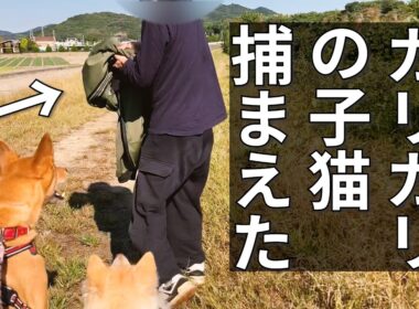 ガリガリの子猫にメシを食わせまくる【生後５ヶ月・体重たった１キロ】