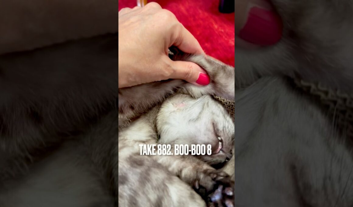 #ガリガリ掻いて またやっちゃった #掻き傷 #かゆぴた軟膏  よく効くね #猫あるある#egyptianmaucat #エジプシャンマウ #エジプシャンマウスモーク #shorts