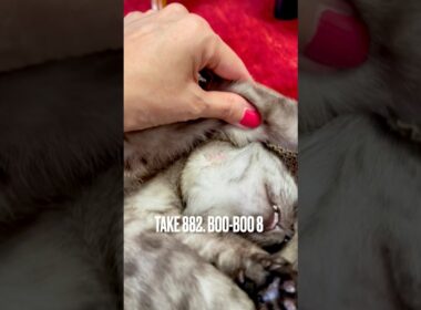 #ガリガリ掻いて またやっちゃった #掻き傷 #かゆぴた軟膏  よく効くね #猫あるある#egyptianmaucat #エジプシャンマウ #エジプシャンマウスモーク #shorts