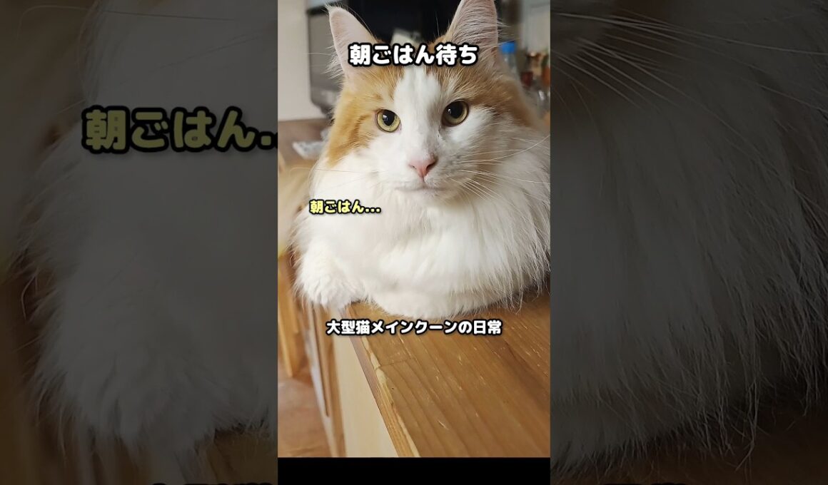 今日のセテさん #メインクーン #猫 #猫のいる暮らし #shorts #cat #mainecoon #catlover​  #catshorts​ #cute​ #cutecat​ #fyp​