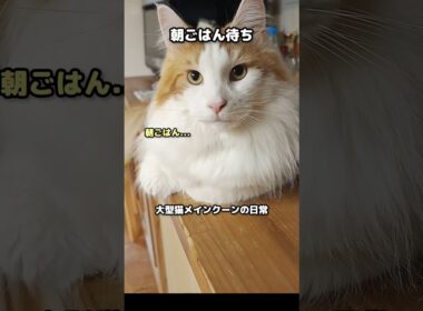 今日のセテさん #メインクーン #猫 #猫のいる暮らし #shorts #cat #mainecoon #catlover​  #catshorts​ #cute​ #cutecat​ #fyp​