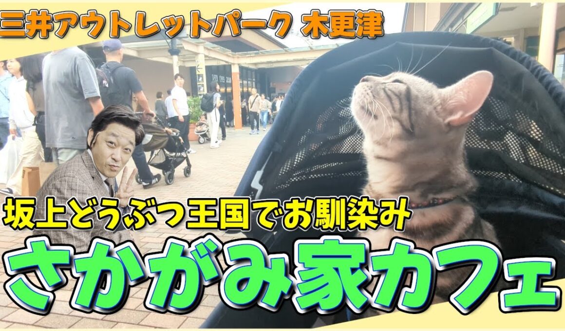 【猫と楽しむアウトレット】坂上どうぶつ王国でお馴染みの"さかがみ家カフェ"で楽しむ絶品ランチ！