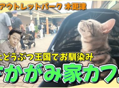 【猫と楽しむアウトレット】坂上どうぶつ王国でお馴染みの"さかがみ家カフェ"で楽しむ絶品ランチ！