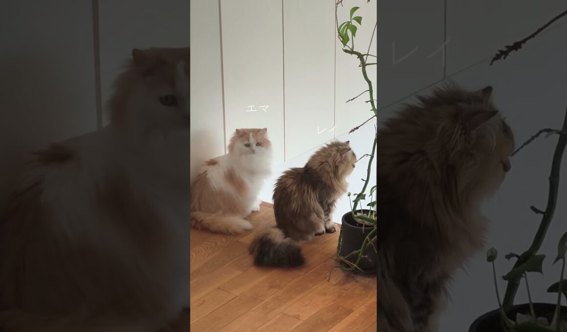 【猫のいる暮らし】#ペルシャ #もふもふ #スコティッシュフォールド #cat