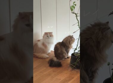 【猫のいる暮らし】#ペルシャ #もふもふ #スコティッシュフォールド #cat