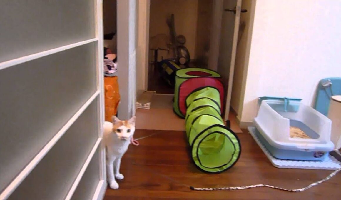 お帰りお帰り～　～Japanese Bobtail～