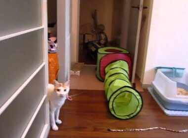 お帰りお帰り～　～Japanese Bobtail～