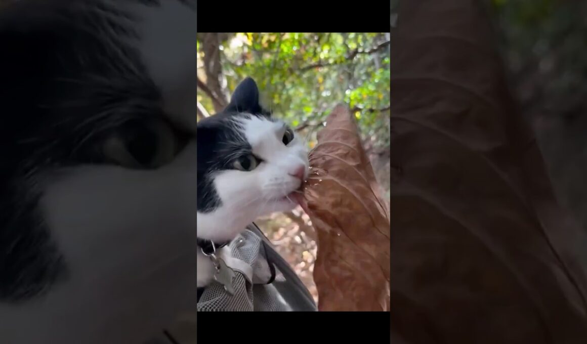 可愛い猫ちゃんをご覧ください❤️