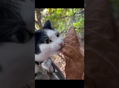 可愛い猫ちゃんをご覧ください❤️