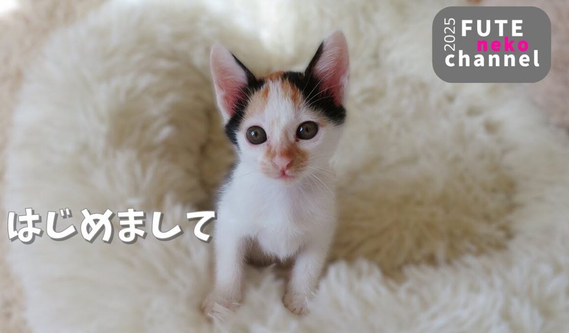 可愛い3兄妹の子猫がやって来ました【保護子猫】