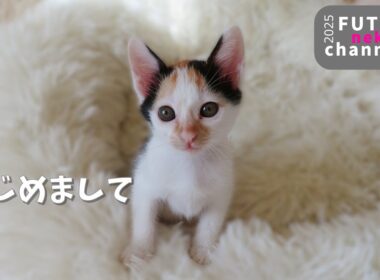 可愛い3兄妹の子猫がやって来ました【保護子猫】