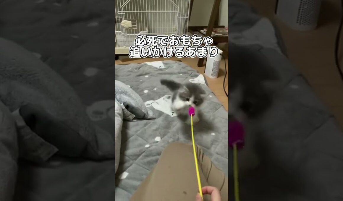 おもちゃを追いかけて勢い余って足を噛んでしまう子猫🥺ラガマフィン