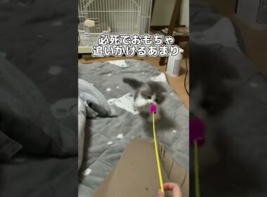 おもちゃを追いかけて勢い余って足を噛んでしまう子猫🥺ラガマフィン
