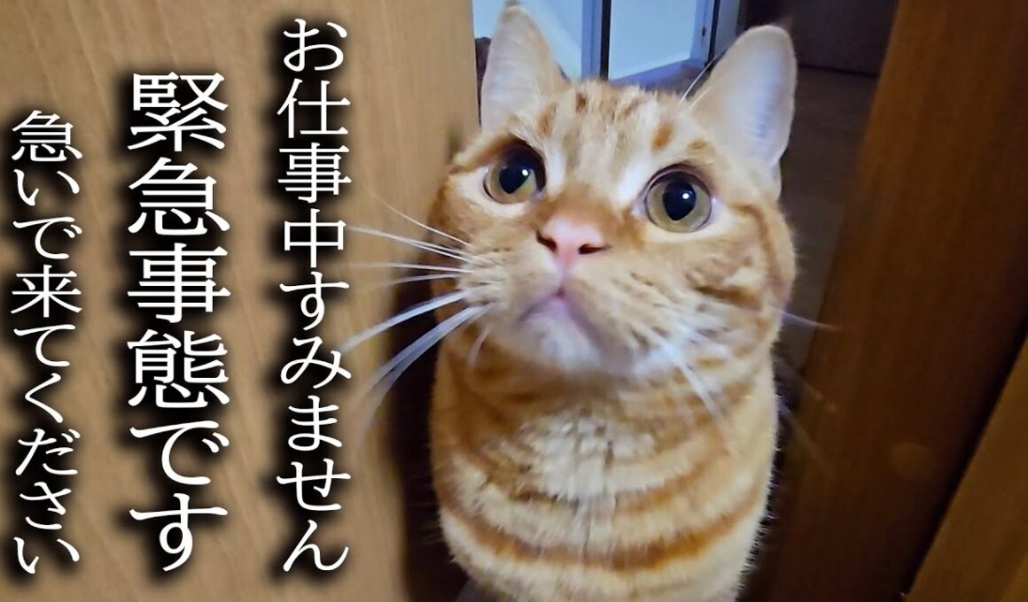 何かを必死に訴えてくる子猫について行ったら...
