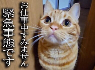 何かを必死に訴えてくる子猫について行ったら...