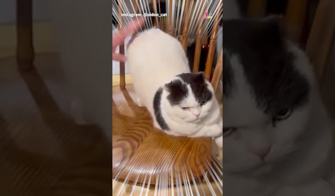 盗撮に激おこ猫！！