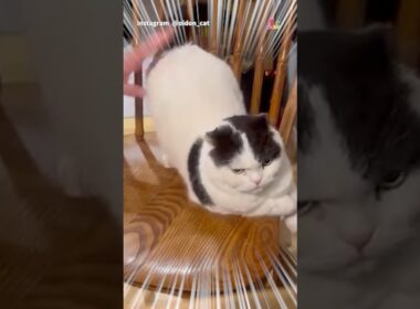 盗撮に激おこ猫！！