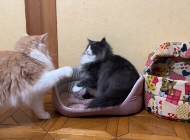 【さむいにゃ】寒くなってきたので、懐かしいベッドを出してみた✨ノルウェージャンフォレストキャットとターキッシュアンゴラ