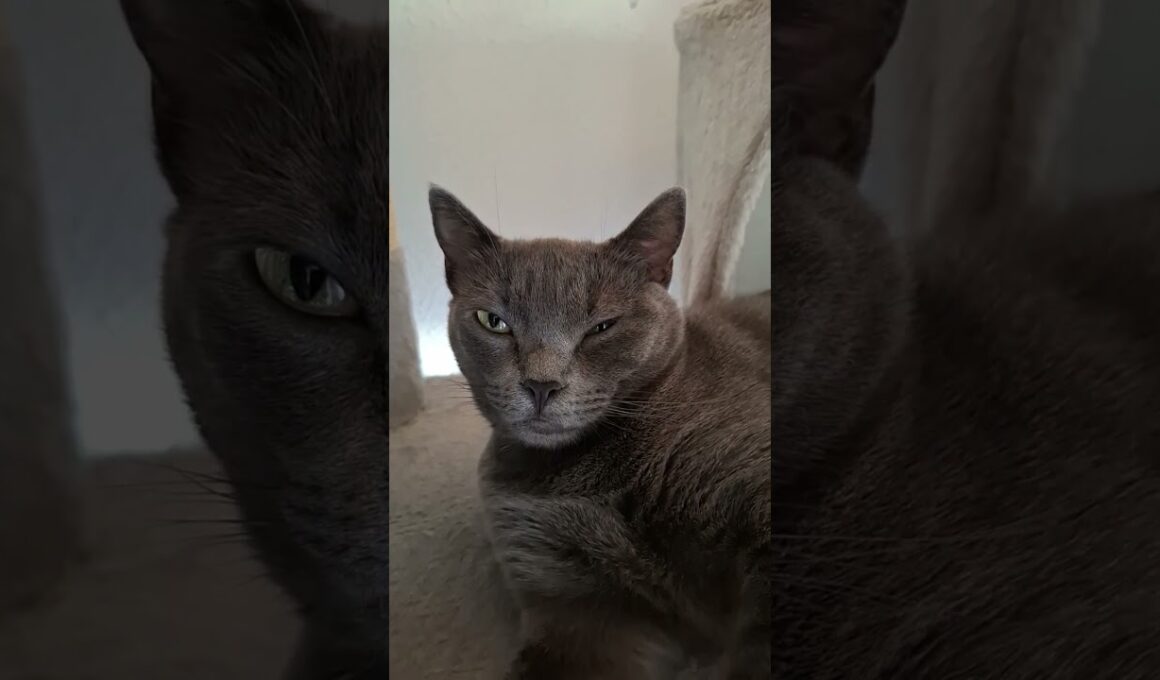 Korat Life #korat #cat #gatos