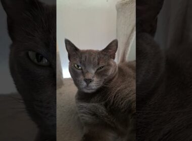 Korat Life #korat #cat #gatos