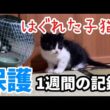 はぐれた子猫　保護までの1週間の記録