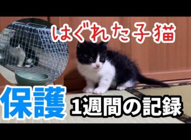 はぐれた子猫　保護までの1週間の記録
