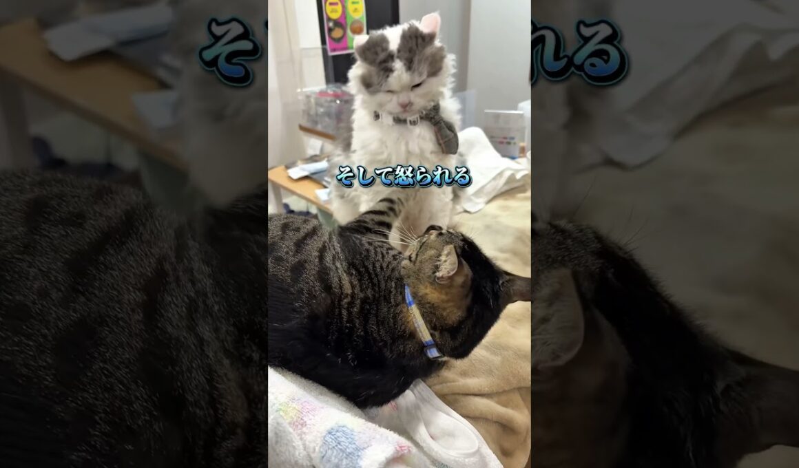 たまちゃん&モッツァレラ⑥。