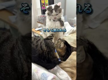 たまちゃん&モッツァレラ⑥。