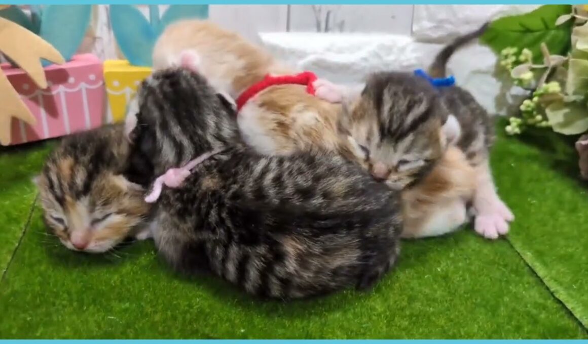 Coo&RIKU　No.00735825 アメリカンカール