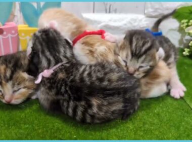 Coo&RIKU　No.00735825 アメリカンカール