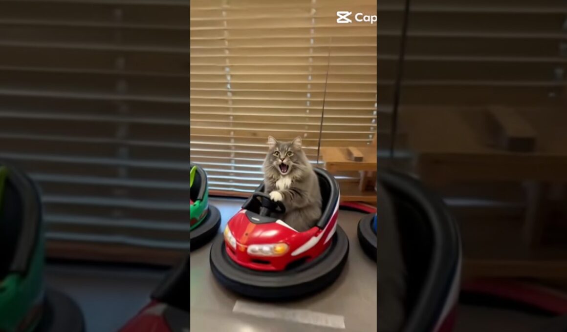 ニャンコカート #cat #サイベリアン #猫のいる暮らし