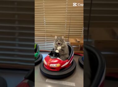 ニャンコカート #cat #サイベリアン #猫のいる暮らし