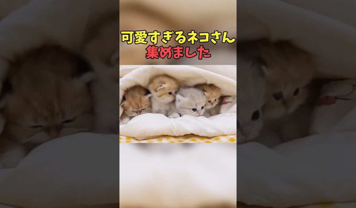 絶対語尾が「にゃ」になる猫映像#猫　#猫のいる暮らし　#猫動画　#ねこ　#可愛い　#かわいい　#可愛すぎる　#2ch　#癒し　#ペット　#動物　#2ch 　#shorts