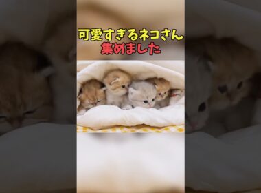 絶対語尾が「にゃ」になる猫映像#猫　#猫のいる暮らし　#猫動画　#ねこ　#可愛い　#かわいい　#可愛すぎる　#2ch　#癒し　#ペット　#動物　#2ch 　#shorts