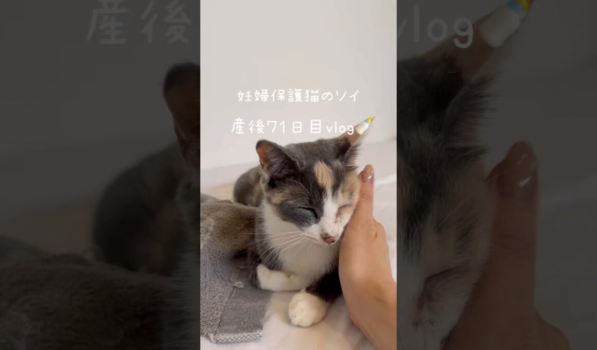 妊婦保護猫のソイ🤎産後７１日目vlog｜今日はお知らせです📢ソイの今後についてです🤍　#保護猫 #猫の出産 #妊娠猫 #子猫の成長記録 #cat #rescuecat