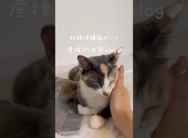 妊婦保護猫のソイ🤎産後７１日目vlog｜今日はお知らせです📢ソイの今後についてです🤍　#保護猫 #猫の出産 #妊娠猫 #子猫の成長記録 #cat #rescuecat